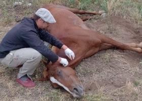 Muerte de caballos. Se llegará a un millón de vacunas y esperan bajar en 20 días el impacto del temible virus