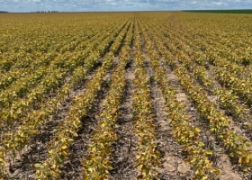 Vuelven a ajustar la proyección de la cosecha de soja en Mato Grosso y el ministro de Agricultura de Brasil afirma que la situación es muy preocupante