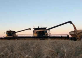Se demora la venta de la cosecha fina: El 63% del trigo nuevo aún no fue comercializado