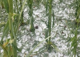 Era como si estuviese nevando. El granizo arrasó otra vez en el campo y golpeó más regiones