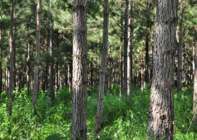 La Secretaría de Agricultura y The Nature Conservancy desarrollan la plataforma SIR (Sistema Integrado de Reforestación)