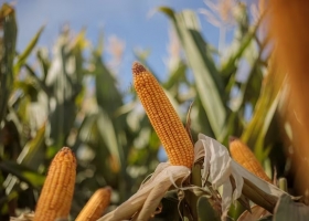 Cosecha la Bolsa de Comercio de Rosario prevé una producción récord de maíz