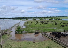 Estamos mal, sinceramente en el norte de Santa Fe la histórica inundación pone en jaque a los productores