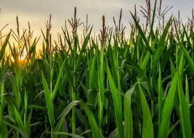 La zona núcleo se prepara para volver a ser el motor de la buena producción de los granos de verano