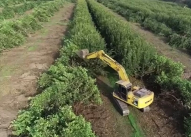 Crisis histórica Tucumán registra el desmonte de miles de hectáreas de plantaciones de limón