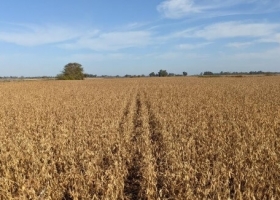  Aumentó 5% la superficie asignada a la soja en la zona de Bahía Blanca