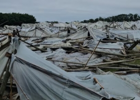 Directo a la basura un impresionante temporal arrasó una región productiva y estiman que las pérdidas rondan los US$50 millones