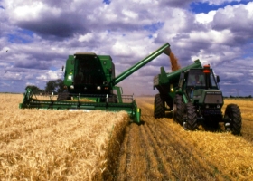 Región núcleo Mejoró por las lluvias la condición del maíz y hay optimismo en superar el récord de 115 qq ha