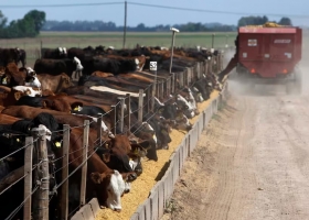 Presente complejo para los engordadores a corral, que pierden 51.662 pesos por cabeza