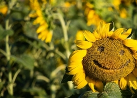 El girasol es el producto más perjudicado por el aumento de retenciones que viene en camino