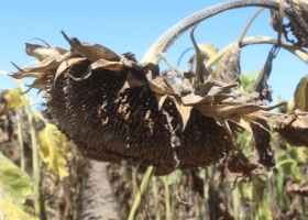 Un mapa para entender porqué el girasol es el único cultivo argentino que recibe una “bonificación” por flete