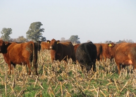 Ante una probable escasez de hacienda, el desafío 2024 es producir animales más pesados