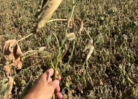 Acá no va a haber récord. El mensaje que dan los productores frente al deterioro de los cultivos por la falta de lluvias y el calor