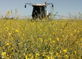 La semilla identificada de camelina y carinata deberá comenzar a mencionar el nombre del cultivar en el rótulo