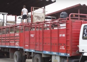 Bienestar animal cuáles son las medidas de prevención para minimizar efectos del estrés calórico en el traslado de ganado