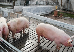 Avance en la sanidad porcina argentina. Se autoriza la vacuna Myosphere