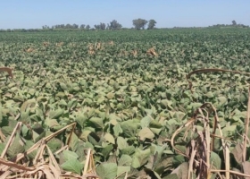 Alerta Un 23% del área argentina de soja se encuentra en condición de situación hídrica regular a mala