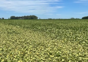 Lo que no queríamos que pase, está pasando. La dura advertencia de una entidad del agro sobre el cambio de las condiciones climáticas para los cultivos