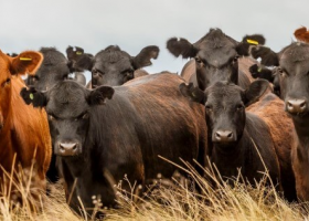 Inflación y precios prevén un leve reacomodamiento de valores de la carne vacuna en el mostrador para febrero