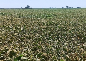 El combo que golpea al campo falta de lluvias, dudas por el tipo de cambio y caída de precios internacionales