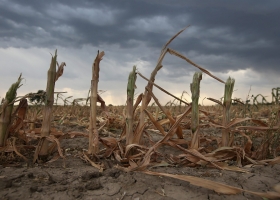 Cultivos tras días de seca extrema, cambia el mapa de lluvias en una zona clave del campo