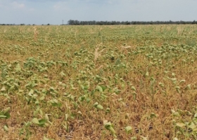 Casi cuatro de cada diez hectáreas de soja en la Argentina presentan una condición hídrica regular a mala