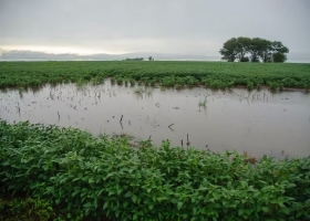 Momento decisivo las lluvias evitaron un nocaut en la cosecha, pero igual habrá fuertes daños