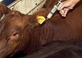 Malestar ganadero por el nuevo precio de las vacunas contra la aftosa Federación Agraria advirtió que tendrá impacto negativo en la producción