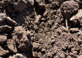 Arrendamientos. No es viable analizar el negocio agrícola sin considerar el costo de oportunidad de la tierra