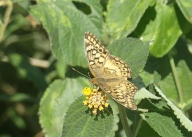 Agricultura y ambiente avanza un estudio sobre la biodiversidad en campos de la región pampeana