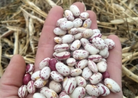 Las legumbres están en un buen momento de precios. Sólo falta que el clima acompañe