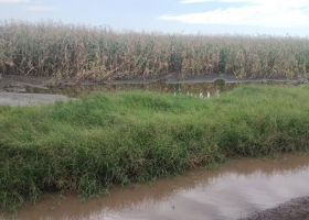 Raramente visto según los expertos, las lluvias de estos días son esenciales para morigerar un pronóstico que ya preocupa
