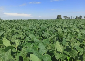 Una mano de truco la venta de soja está en el menor nivel en casi 10 años