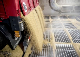 Inédito ataque por las lluvias habrá más soja, pero una plaga tiene en vilo al maíz