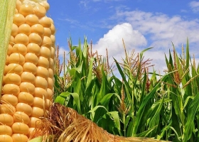 El cultivo de maíz tardío en riesgo Alertan que para hacerle frente al Spiroplasma se requiere un esfuerzo coordinado entre el sector público y el privado