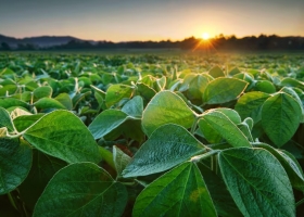 Deforestación presentaron en el país un proyecto de cooperación de la Unión Europea para facilitar la llegada de la soja a ese mercado