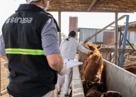Diputados reclaman que el Senasa habilite las importaciones de vacuna contra la aftosa, para bajar los precios y “terminar con los kioscos”