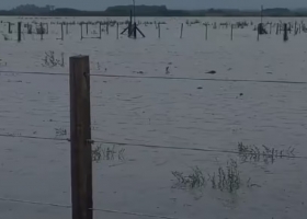 Lluvias arrasadoras. Se viven momentos de desesperación en los campos inundados en el sur de Santa Fe