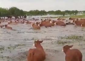 Productores en peligro alertan que las inundaciones causarán graves daños en el sur de Santa Fe