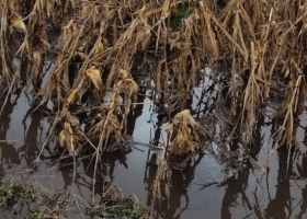 Final complicado la campaña de granos gruesos enfrenta el desafío del clima y el alto costo del flete