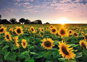 Reducen en 200 mil/tn la estimación de cosecha de girasol