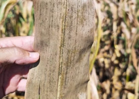 Cómo se vive el ataque de chicharrita en la capital nacional del maíz