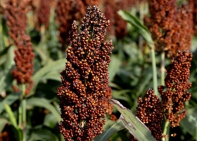 La semana que viene comienzan a cotizar futuros de Sorgo Rosario Mayo y Julio 2024 en el Matba Rofex