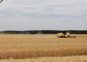 En los últimos dos años Argentina perdió más de 4000 productores de trigo
