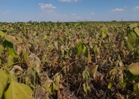 Así estamos. La mayor parte de las empresas agrícolas brasileñas este año perderán dinero con la soja