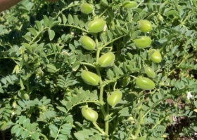 El 65% de la superficie sembrada con garbanzo se hizo con apenas dos cultivares que no cuentan con propiedad intelectual