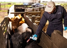 Un laboratorio pidió que le autoricen a importar vacunas antiaftosa