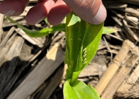 Chicharrita del maíz la Sociedad Rural pide a Nación y Provincias que armen un comité de crisis