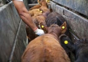Precios adecuados elogios a la decisión del Gobierno para que se importe la vacuna contra la aftosa