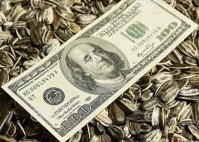 Precios que no convencen. El ritmo de comercialización de girasol sigue en cámara lenta